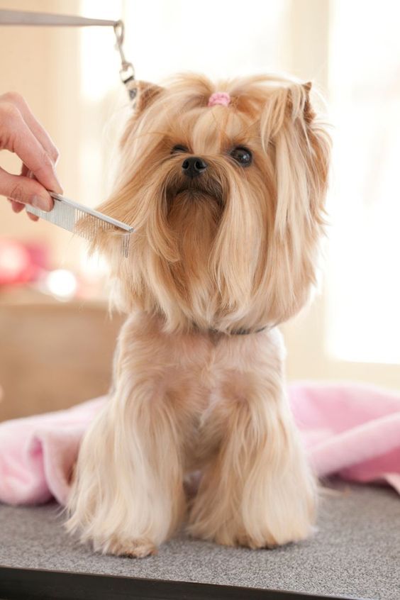MimoPet™ - Kit Maquina Cortadora de Pelo para Mascotas