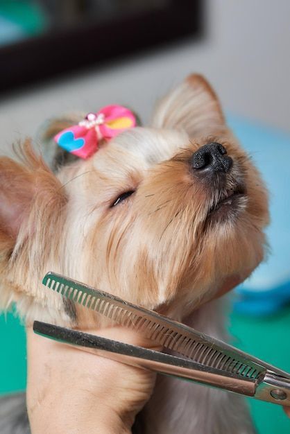 MimoPet™ - Kit Maquina Cortadora de Pelo para Mascotas