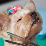 MimoPet™ - Kit Maquina Cortadora de Pelo para Mascotas