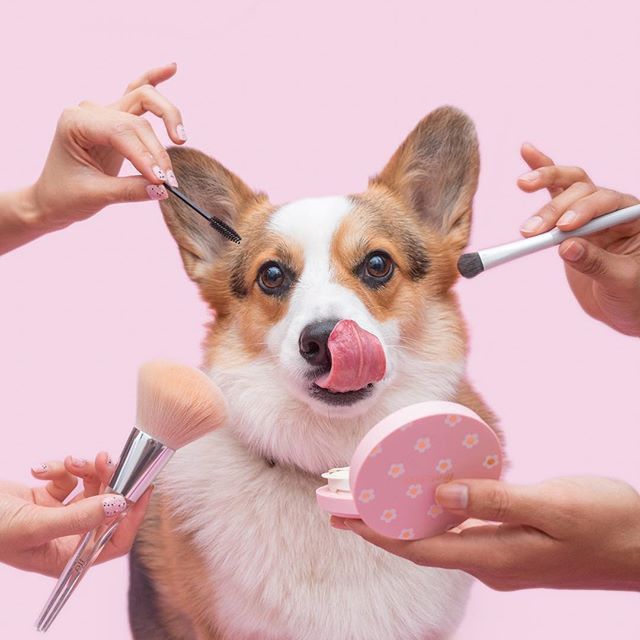 MimoPet™ - Kit Maquina Cortadora de Pelo para Mascotas